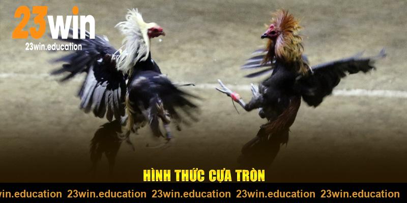 Loại hình đá gà cựa tròn 23win